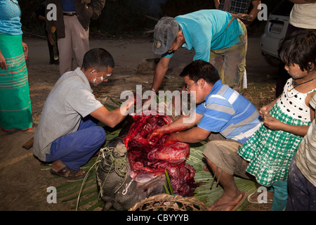 Indien, Arunachal Pradesh, entlang, Kombo, Hurin Festival, Männer geopferten Schwein zum Wahrsagen Leber entfernen Stockfoto