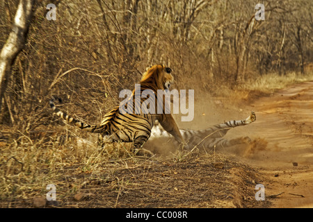 Zwei Tiger - eine männliche und eine weibliche - Kämpfe in Ranthambhore National park Stockfoto