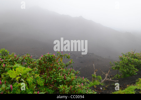 Pacaya Volcano Wolke Obssed Summit Vegetation Guatemala // PACAYA VULKAN, Guatemala — Wolke verdeckt einen Teil des Gipfels des Pacaya Volcano in Guatemala. Pacaya ist ein aktiver Vulkan, der Teil des Zentralamerikas Vulkanbogens ist. Es ist ein beliebtes Touristenziel, das von Antigua und Guatemala City aus leicht zu erreichen ist. Es liegt im Pacaya-Nationalpark und erhebt sich auf 2.552 Meter (8.373 ft). Die letzte größere Eruption, die erhebliche Schäden an den umliegenden Dörfern verursachte und den Gipfel neu formte, fand im Mai 2010 statt. Die Eruption und die verstreute vulkanische Asche über weite Teile der Umgebung, Promp Stockfoto