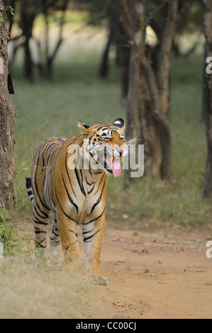 Bengal Tiger Anzeige Flehmen Verhalten in den Dschungeln von Ranthambore Tiger reserve in Indien Stockfoto