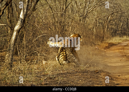 Zwei Tiger - eine männliche und eine weibliche - Kämpfe in Ranthambhore National park Stockfoto