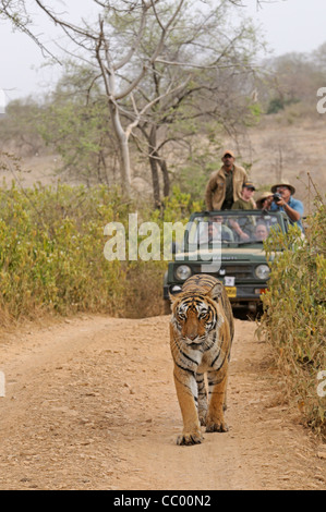 Touristen-Fahrzeuge nach einem Tiger auf den Spuren des Ranthambhore National Park in Nordindien Stockfoto