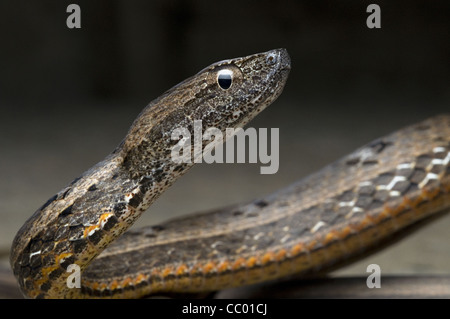 GEMEINSAMEN MOCK VIPER Pssamodynastes Pulverulentus, leicht giftige, gemeinsame Eaglenest Wildlife Sanctuary, Arunachal Pradesh, Indien Stockfoto