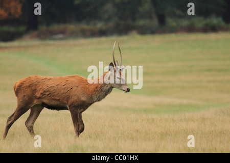 Hirsch Rothirsch mit kleinen Hörnern, die zu Fuß in Wiese Stockfoto