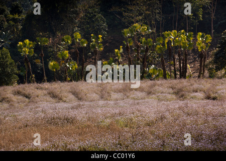 Arunachal Pradesh, Indien, obere Subansiri, Toku Patta Pflanzen am Rand des Feldes, Daporijo füllen der wilde blaue Blumen Stockfoto