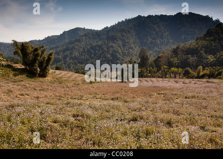 Indien, Arunachal Pradesh, Daporijo, obere Subansiri Bereich, Feld füllen der wilden blauen Blumen Lokal namens Apu Stockfoto