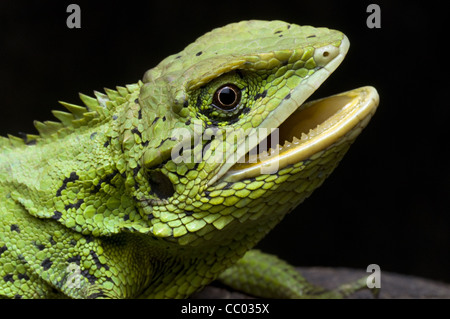 RBEIT HILLS AGAMA oder Annandale Drache, Mictopholis Austenia seltene Arten von Agamen Eidechse endemisch in Asien Stockfoto