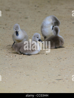 Vier flauschigen Höckerschwan Cygnets auf sand Stockfoto