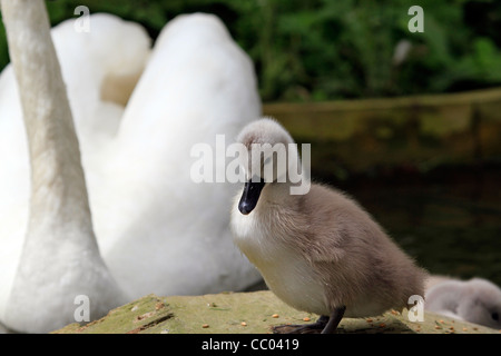 Locker zu Fuß Cygnet mit Erwachsenen Höckerschwan im Hintergrund Stockfoto