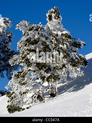 Gefrorener, schneebedeckter Baum, Rigi, Schweiz Stockfoto