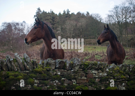 Zwei braune Pferde stehen hinter einem moosigen trockenen Stein Wand in einem Feld in Hexhamshire, Northumberland, England. Stockfoto