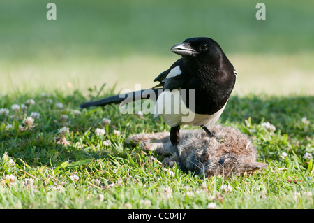 Europäische Elster (Pica Pica) mit einem Kaninchen Karkasse Stockfoto