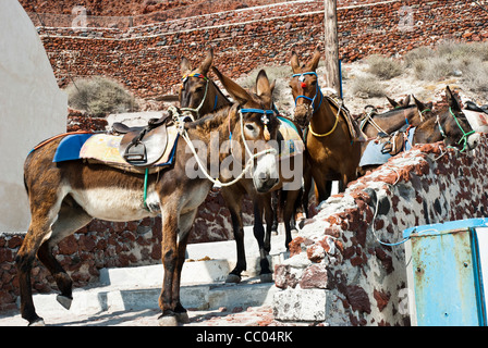 Esel warten auf Touristen den steilen Weg hinauf nach Oia, Santorini, vom Hafen zu bringen. Stockfoto