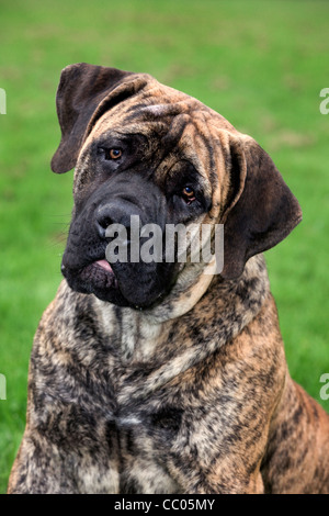 Boerboel, Mastiff Hunderasse aus Südafrika Stockfoto