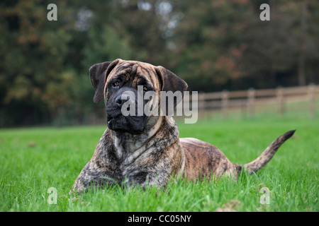 Boerboel, Mastiff Hunderasse aus Südafrika Stockfoto