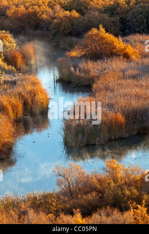 Tamarisken und Rohrkolben Linie Bill Williams River als Morgen Nebel in der Bill Williams National Wildlife Refuge, Arizona steigt Stockfoto