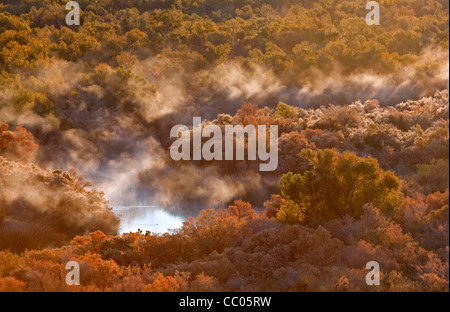 Tamarisken und Rohrkolben Linie Bill Williams River als Morgen Nebel in der Bill Williams National Wildlife Refuge, Arizona steigt Stockfoto