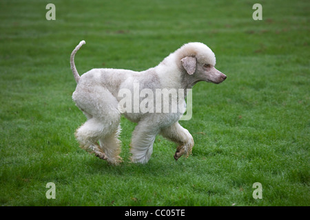 Weißer Pudel (Canis Lupus Familiaris) im Garten Stockfoto