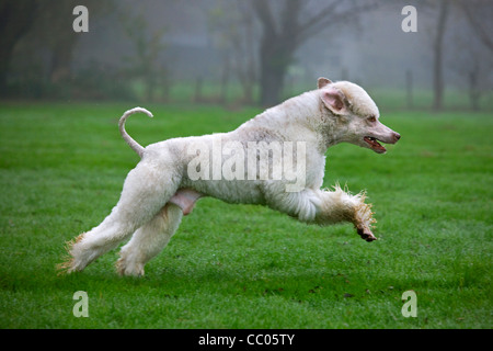 Weißer Pudel (Canis Lupus Familiaris) im Garten Stockfoto