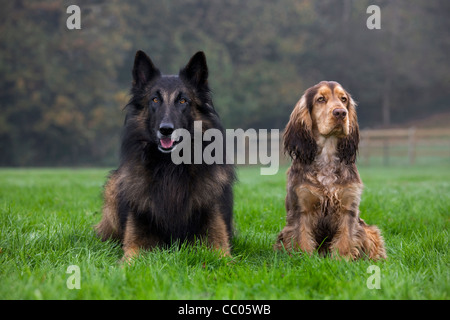 Belgischer Schäferhund Tervuren und English Cocker Spaniel im Garten Stockfoto