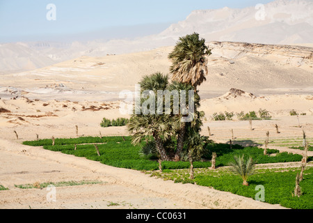 Panorama-Aufnahme von der Oase Garten in der Nähe der Festung und Siedlung Qasr el Labekha in der Wüste in der Nähe von Kharga Oasis Ägypten Stockfoto