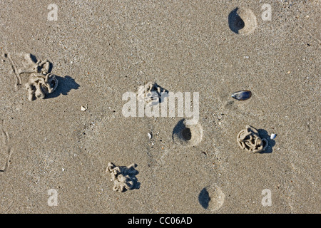 Europäische Wattwurm / Sandwurm (Interpretation Marina) wirft der Defaecated Sediment am Strand bei Ebbe an der Nordsee-Küste Stockfoto