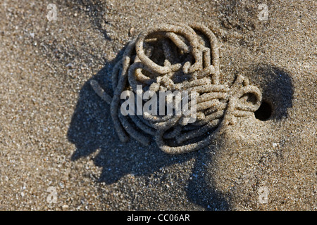 Europäische Wattwurm (Interpretation Marina) Besetzung von Defaecated Sediment am Strand bei Ebbe, Nordsee, Belgien Stockfoto