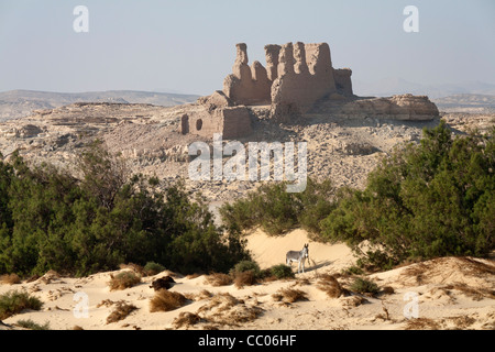 Die römische Festung und Siedlung mit Esel im Vordergrund bei Qasr el Labekha in der Wüste in der Nähe von Kharga Oasis Ägypten Stockfoto