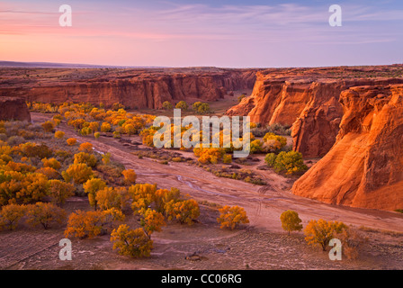 Pappeln im Herbst beim Tsegi Overlook am Canyon de Chelly National Park, Arizona, USA Stockfoto