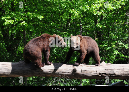 ZWEI BÄREN AUF EINEM BAUMSTAMM, SKANSEN ZOO, INSEL DJURGARDEN, STOCKHOLM, SCHWEDEN Stockfoto