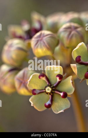 Nahaufnahme von Antilopen Hörner (Asclepias Asperula) Blumen Stockfoto