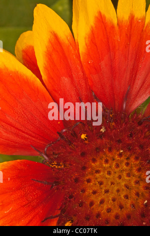 Nahaufnahme des Blanketflower (Gaillardia Pulchella) Stockfoto