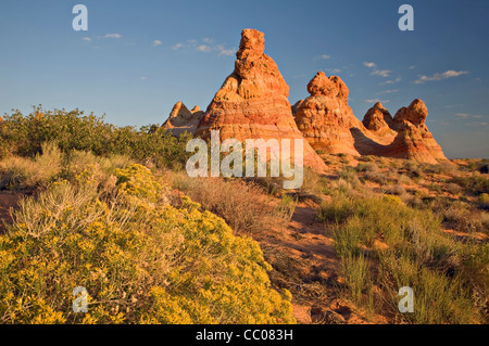 Kaninchen putzen Blüten in der Nähe von Tipi Sandsteinformationen des South Coyote Buttes in Arizona Stockfoto