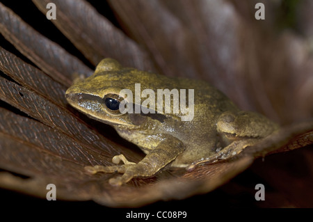 Der Grasfrosch Baum (Polypedates Leucomystax) Stockfoto