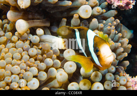 Ein Anemonenfisch verbirgt sich unter der Anemone auf Swains Riff Australiens Great Barrier Reef. Stockfoto