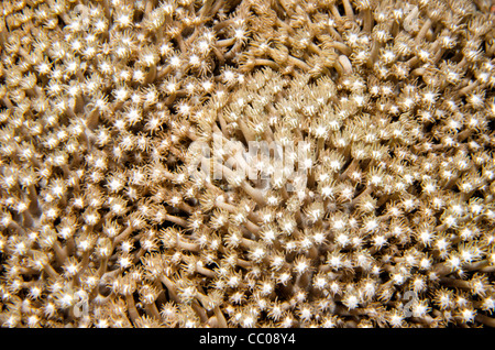 Unterwasser-Nahaufnahme Schuss von Anemone Koralle auf Swains Riff auf das Great Barrier Reef an der Küste von Queensland, Australien. Stockfoto