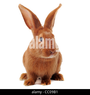 junge Kaninchen Fauve de Bourgogne sitzen vor weißem Hintergrund Stockfoto