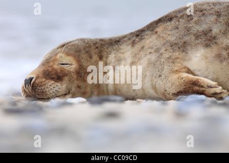 schlafende junge Kegelrobben; Latein: Halichoerus grypus Stockfoto