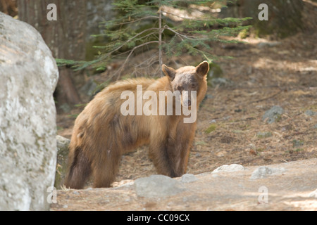 Schwarzer Bär (Ursus Americanus) auf der Suche nach Nahrung im Yosemite National Park, Kalifornien. Stockfoto