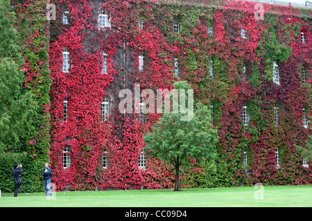 WILDEM WEIN AM ST. JOHNS COLLEGE IN CAMBRIDGE Stockfoto