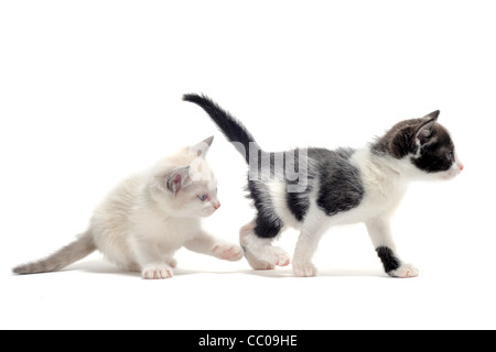 zwei junge Kätzchen vor weißem Hintergrund Stockfoto