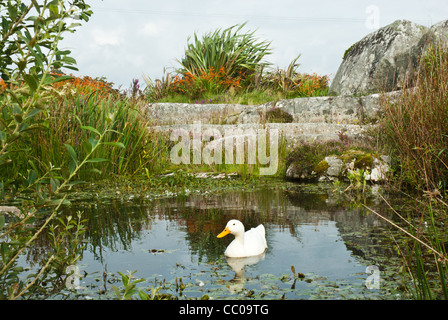 Weiße Ente mit gelben Schnabel allein in einem hübschen Pool eingefasst mit natürlicher Bepflanzung, Granitfelsen und Monbretia Blumen. Stockfoto