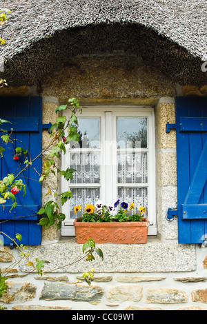 Typische Reetdachhaus in Brittany France, Nahaufnahme von hübschen mit Stroh, blaue Fensterläden, Blumenkasten mit Stiefmütterchen Stockfoto