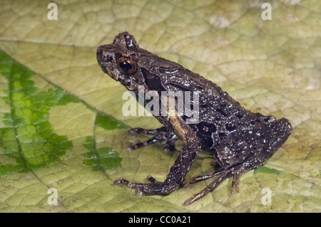 Frosch aus Xenophrys SP. Arunachal Pradesh, Indien Stockfoto