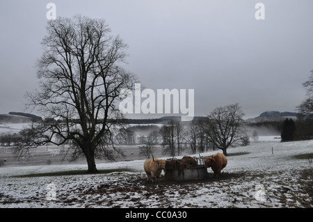 Zwei Highland Kühe essen Heu in einem schneebedeckten Feld.  Querformat mit Dunst in der Ferne. Stockfoto