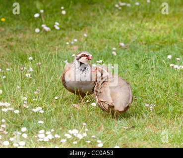 Ein paar rote legged Rebhuhn außerhalb, Alectoris Rufa Stockfoto