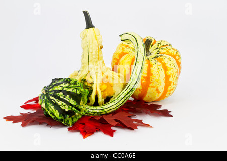 Dekorative Kürbisse auf rote Blätter gelegt. Stockfoto