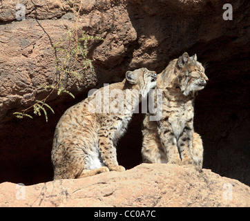 Ein Bobcat leckt ein weiteres (Lynx Rufus) an das Arizona-Sonora Desert Museum außerhalb Tucson, AZ. Stockfoto