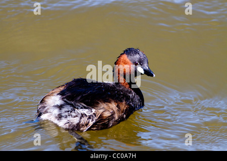 Ein Zwergtaucher schwimmen auf dem See Stockfoto