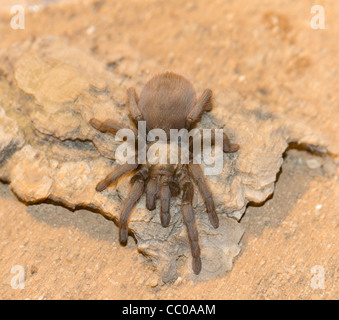 Tarantel auf einem Felsen. Stockfoto